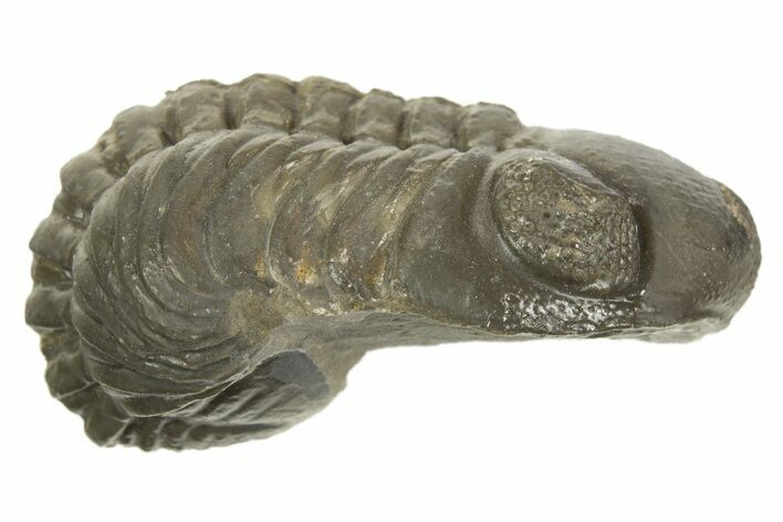 Long, Curled Austerops Trilobite - Morocco #323235